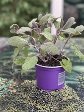 SAGE Purple Purpurea Herb 10.5cm Potted Plant