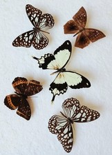  Butterfly Collection Set x5