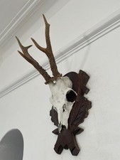 Antlers of a  Roe Deer 528 Real Taxidermy mounted interior design horns