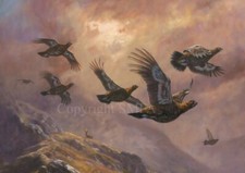 Grouse Christmas Cards pack of