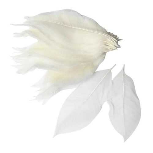 100 pieces natural - pieces, magnolia