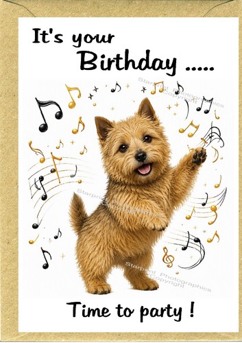 Norwich terrier dog - terrier,