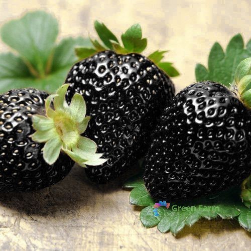 500 seeds black strawberry - 500,