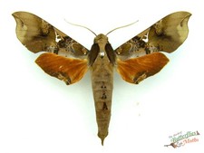 Callionima Parce Sphinx Hawk
