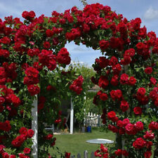 14 Rose Plants/Shrubs/Bushes