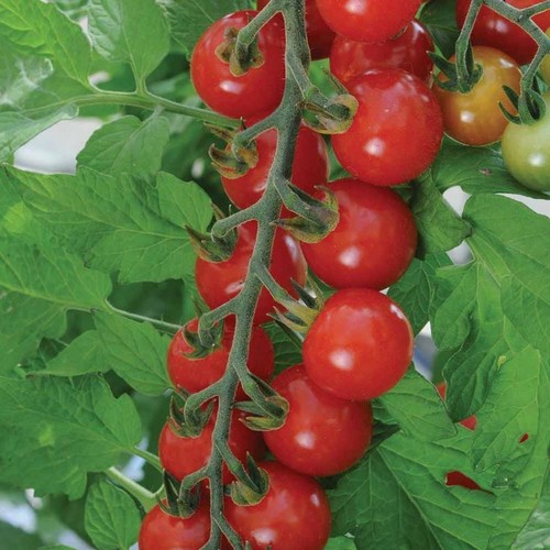 Tomato cherry sweet - tomato,