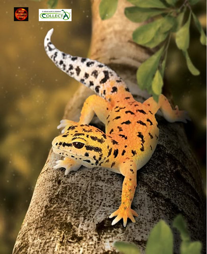 Leopard gecko lizard reptile - leopard,