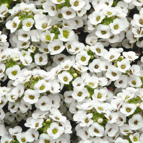 Alyssum clear crystal white - white, |