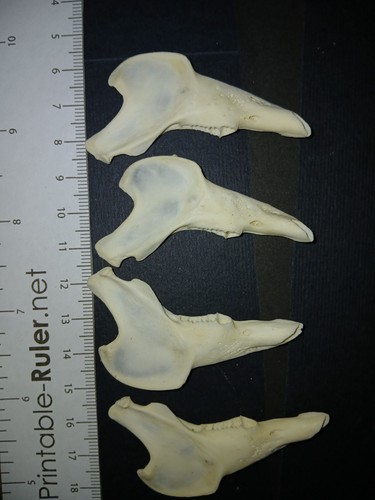 Genuine domestic rabbit - , skulls