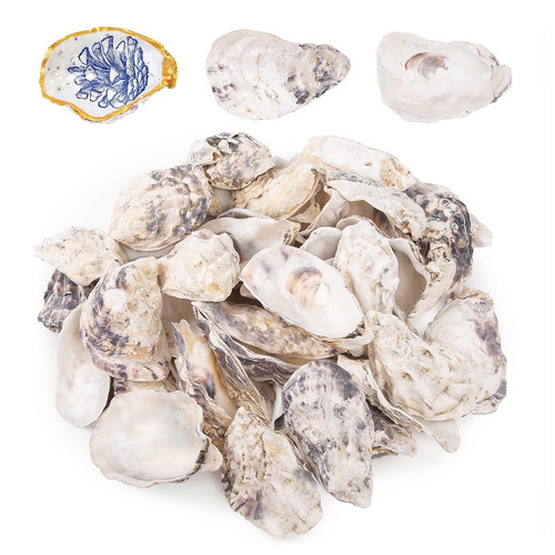 25pcs oyster shells 4 - oyster, 3"-4"