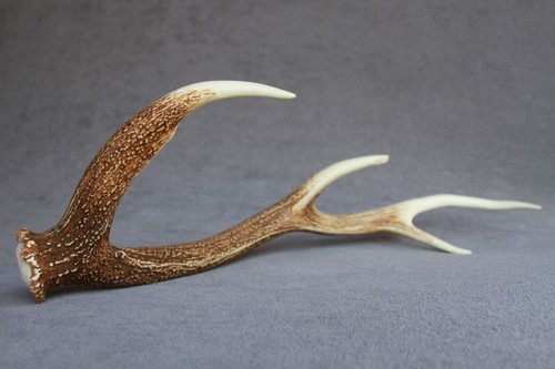 Sika deer antler - sika,