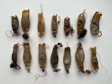 Mermaids purse dried coast genuine real ray Shark eggs sea weed 20x Natural Eggs