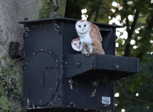 Barn owl nest box - nest,