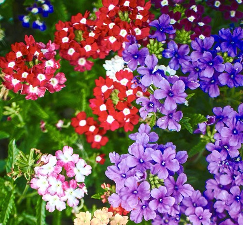 220x verbena hybrida florist - verbena,