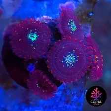 Magicians 5 Head Zoa Frag WYSIWYG