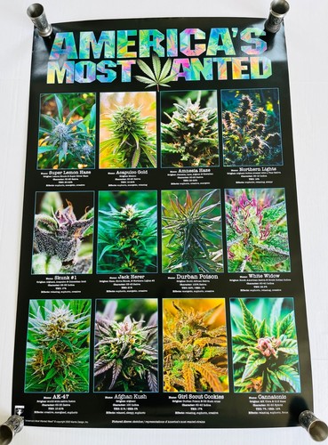 Americas most wanted cannabis - americas,