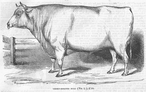 Cattle short horned - short,