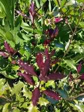 XL Evergreen OSMANTHUS