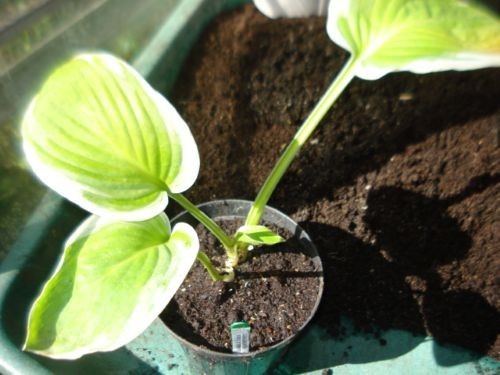 Hosta diana remembered x1 - hosta,