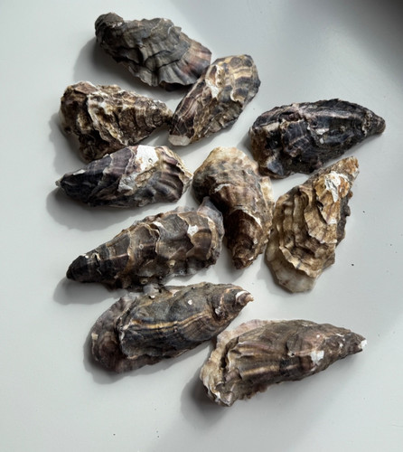 Oyster shells for art - oyster,