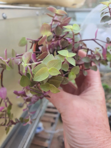 Callisia repens gold - callisia,