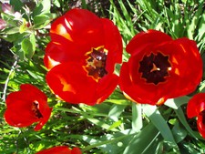 Photo Canvas Art two red poppies