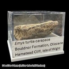 Emys Turtle Carapace Fossil