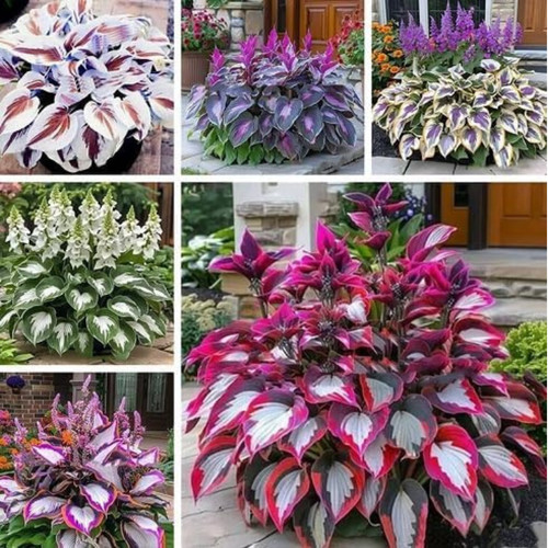 Mixed hosta plant seeds - mixed,