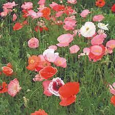 Poppy Field Mixed Scatter Seeds Grow Your Own Flowers Simply Garden