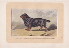 1896 COCKER SPANIEL DOG Print