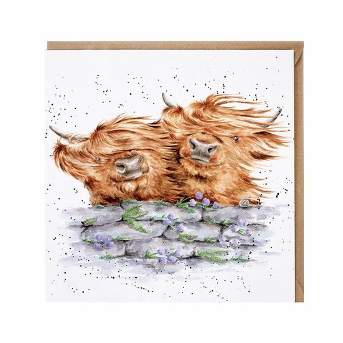 Scottish highland cows - scottish,
