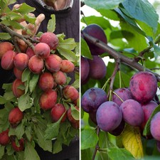 Duo Fruit Plum Tree (5L pot)