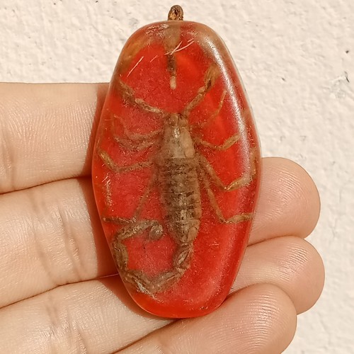 Real scorpion fossil - real,