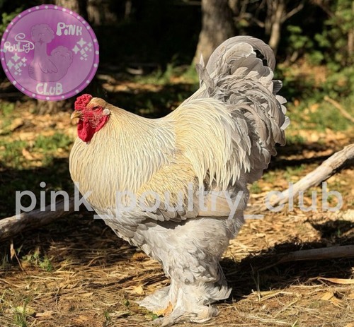 Rare high quality isabella - high,
