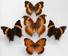 Real Butterfly specimens X5