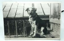 Beautiful German Shepherd Puppy Dog Outdoors on Bench Original Vintage Photo