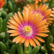 Delosperma Sundella Apricot
