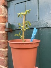 Salix ‘Chrysocoma’ -