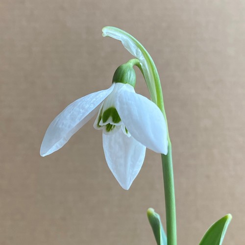 Galanthus elwesii fieldgate - elwesii,