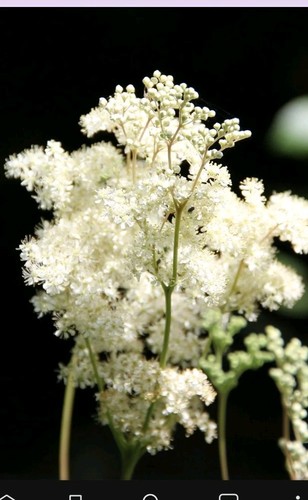 White meadowsweet pink - white,