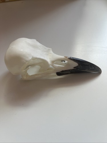 Crow skull taxidermy - skull,