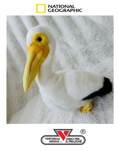 Pelican national geographic - pelican,