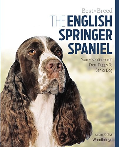 English springer spaniel best - spaniel,