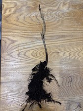 Horse Chestnut Tree, 'Conker'