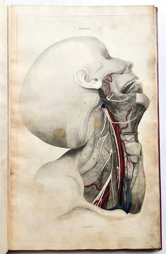 1823 system anatomical - system,