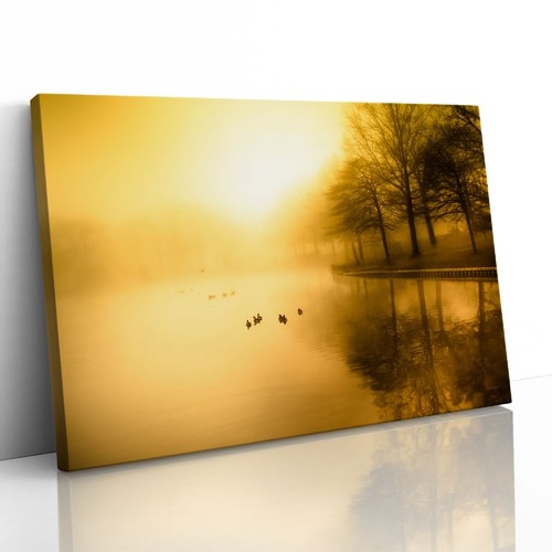 Golden morning fog duck - fog, pond
