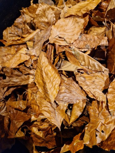 2ltr beech leaves only - 2ltr,