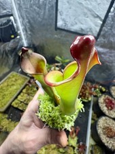 Heliamphora ‘Butch’