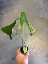 Alocasia Zebrina Tall Plants - 7 Cm Pot - About 25 Cm Tall