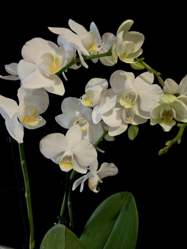 Phalaenopsis white flower - phalaenopsis,
